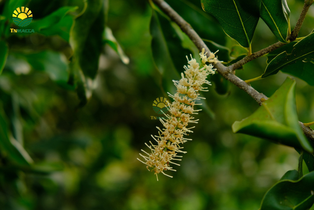 Hạt maccadamia : 3 vùng trồng hạt maccadamia lớn trên thế giới